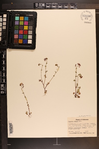 Phacelia glabra image