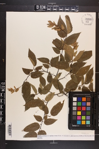 Carpinus caroliniana subsp. virginiana image