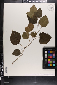 Ampelopsis cordata image