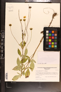 Coreopsis pubescens var. pubescens image