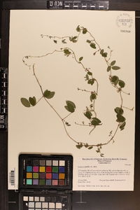 Galactia volubilis image