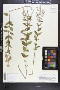 Scutellaria glabriuscula image