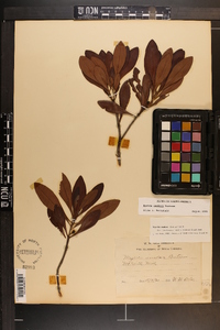 Myrica inodora image