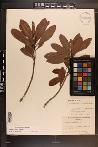 Myrica inodora image