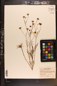 Coreopsis tinctoria image