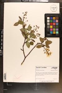 Amelanchier laevis image