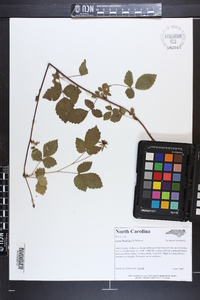 Rubus flagellaris image