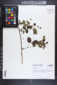 Rubus flagellaris image