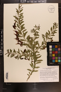 Eremophila maculata image