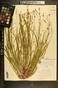 Carex austrocaroliniana image