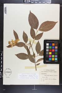 Philadelphus intectus image