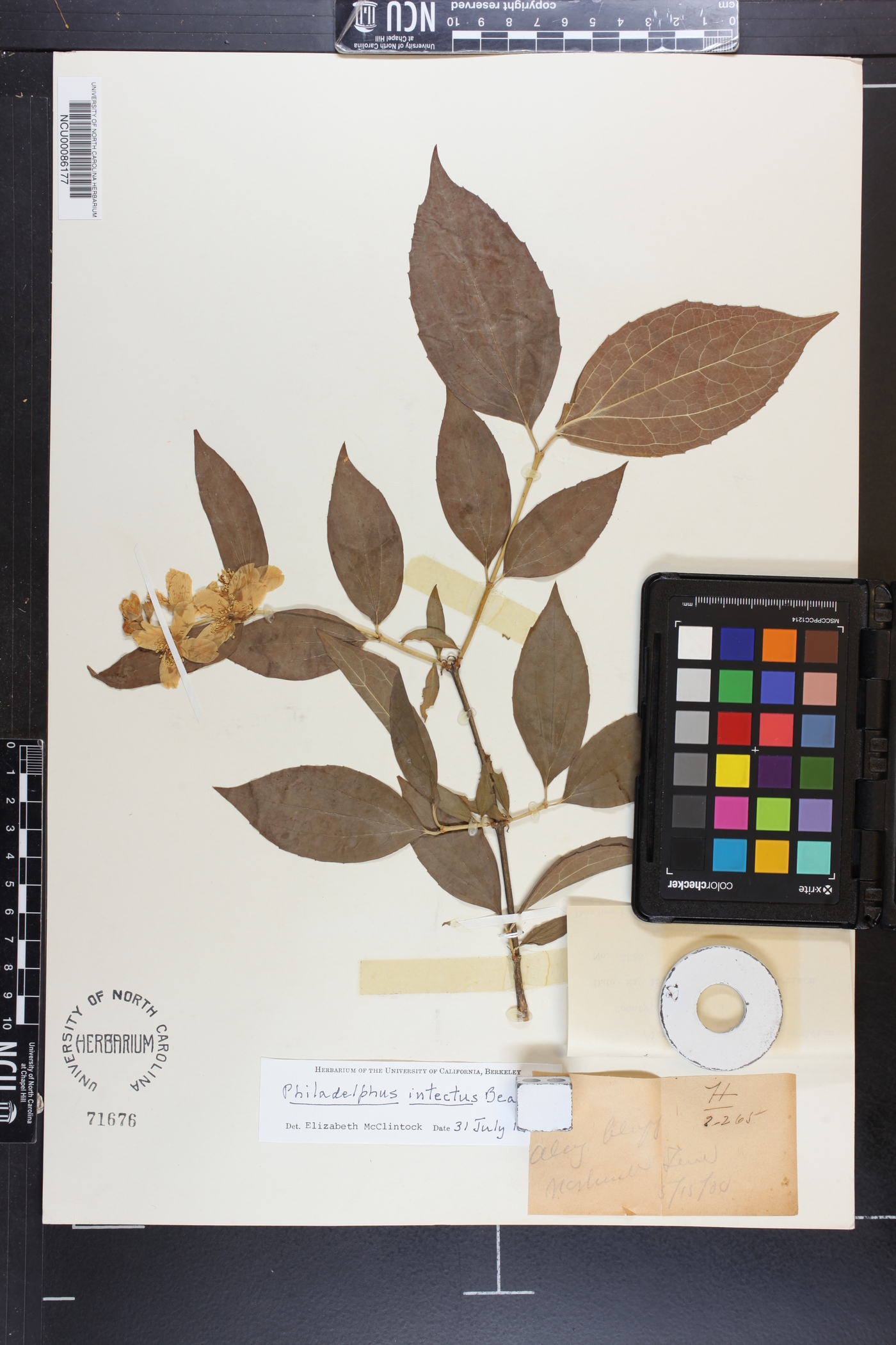 Philadelphus intectus image