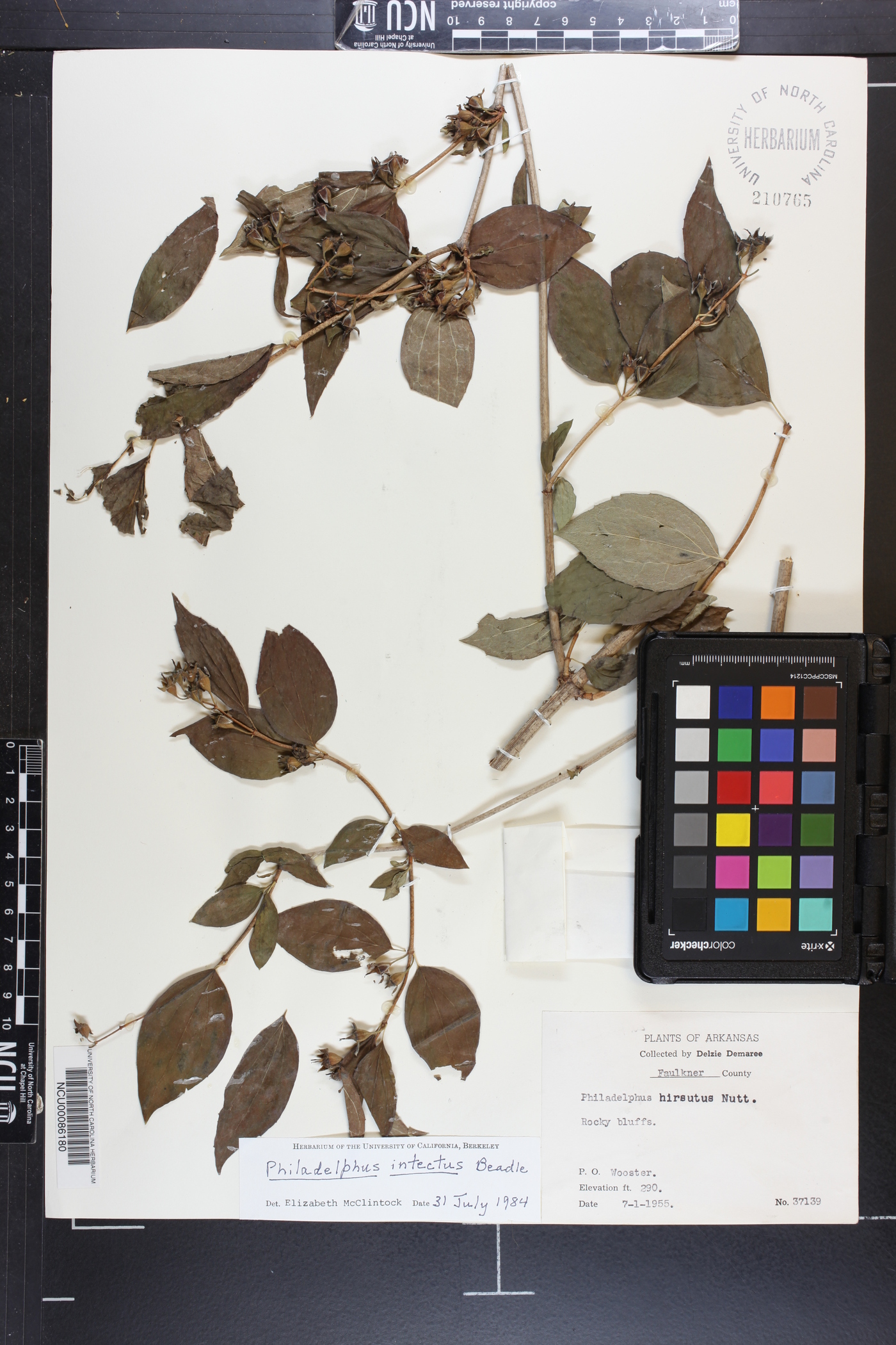 Philadelphus intectus image