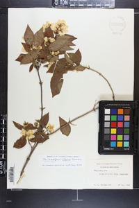 Philadelphus intectus image