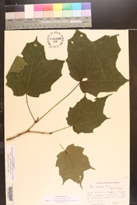 Acer nigrum image