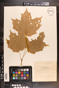 Acer nigrum image