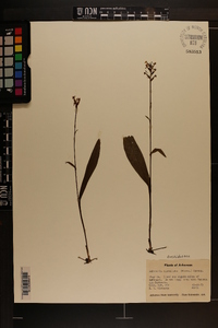 Platanthera clavellata image