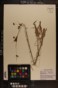 Rhynchospora recognita image