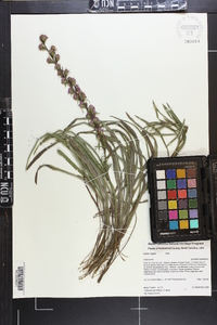 Liatris virgata image