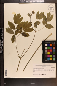 Caulophyllum thalictroides image