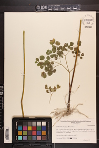 Thalictrum coriaceum image