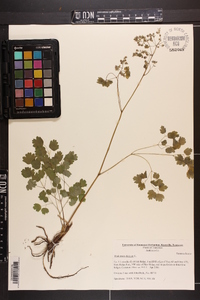 Thalictrum dioicum image