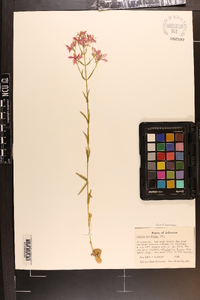 Sabatia brachiata image