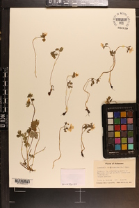 Thalictrum thalictroides image