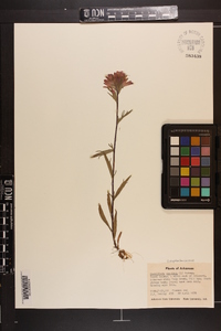 Castilleja coccinea image