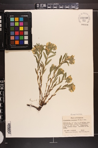 Lithospermum canescens image