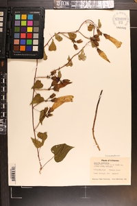 Ipomoea pandurata image