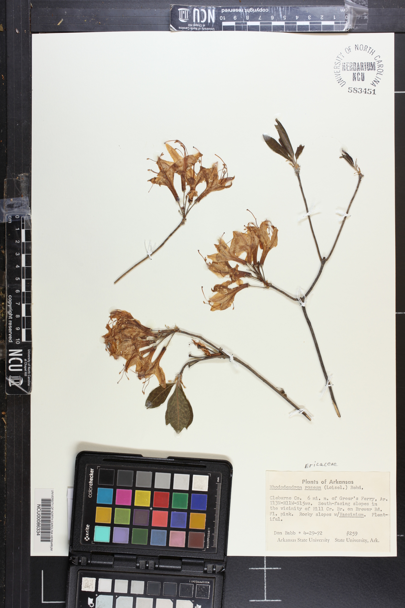 Rhododendron prinophyllum image