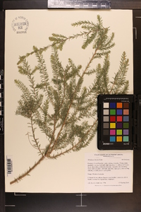 Melaleuca incana image