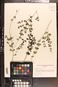 Baptisia tinctoria image