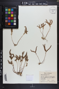 Sedum pulchellum image
