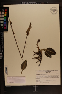 Goodyera pubescens image