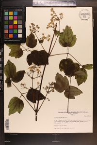 Clematis catesbyana image
