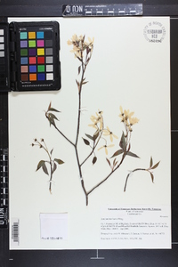 Amelanchier laevis image