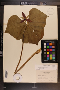 Trillium erectum image