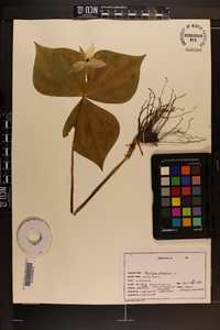 Trillium erectum image