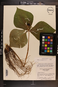 Trillium erectum image