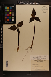 Trillium erectum image