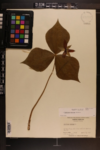 Trillium erectum image