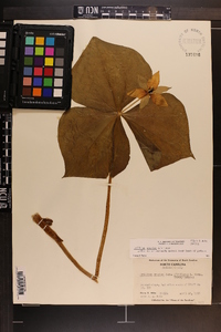 Trillium erectum image