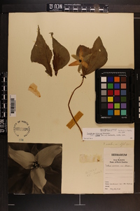 Trillium erectum image