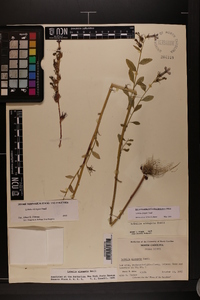 Lobelia elongata image