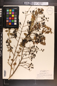 Ligustrum sinense image