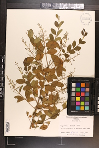 Ligustrum sinense image