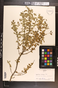 Ligustrum sinense image