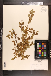 Ligustrum sinense image